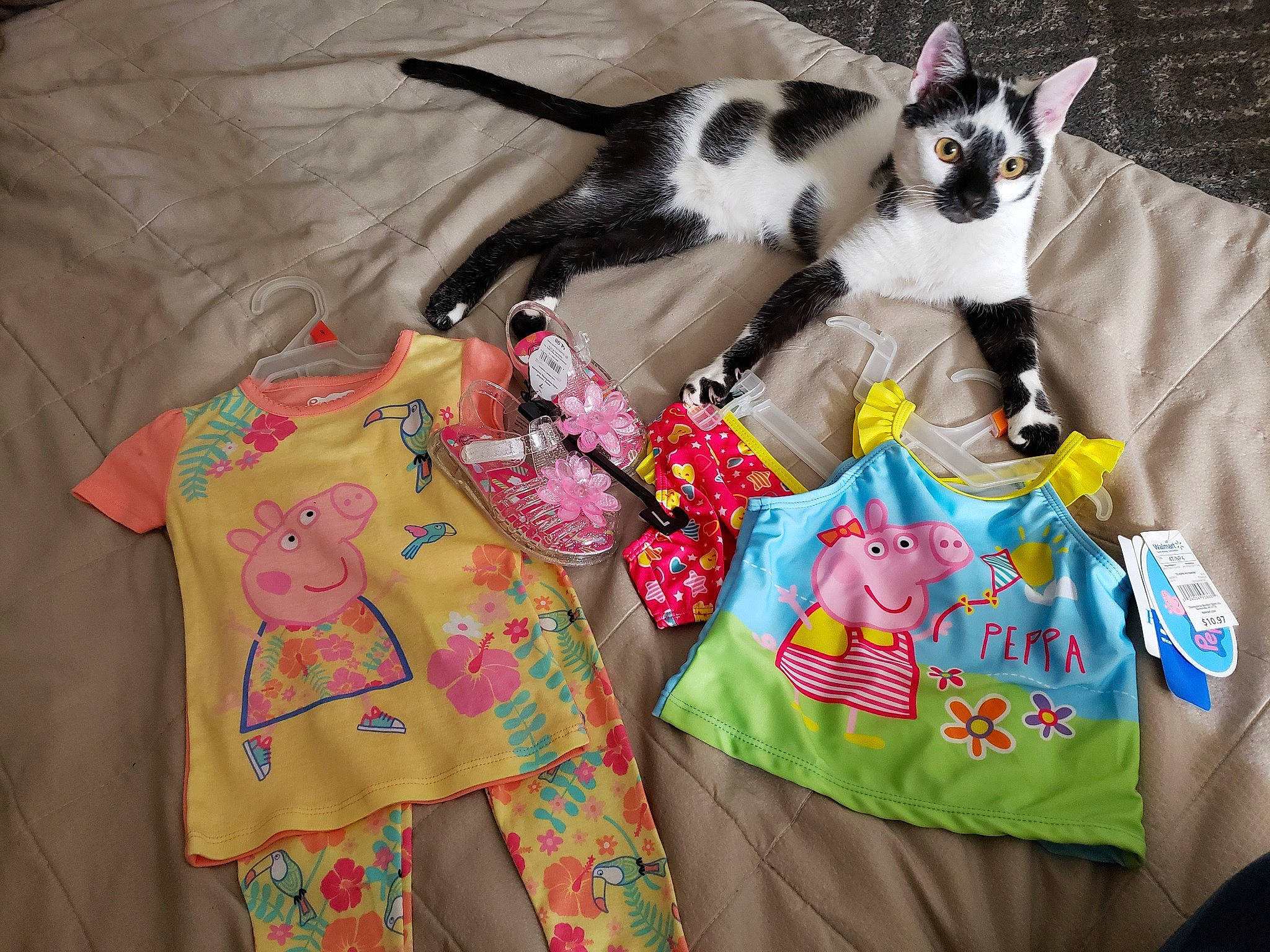 Bubski joined the competition — help win amazing prizes! carnivore, cat, felidae, linens, small_to_medium_sized_cats, textile