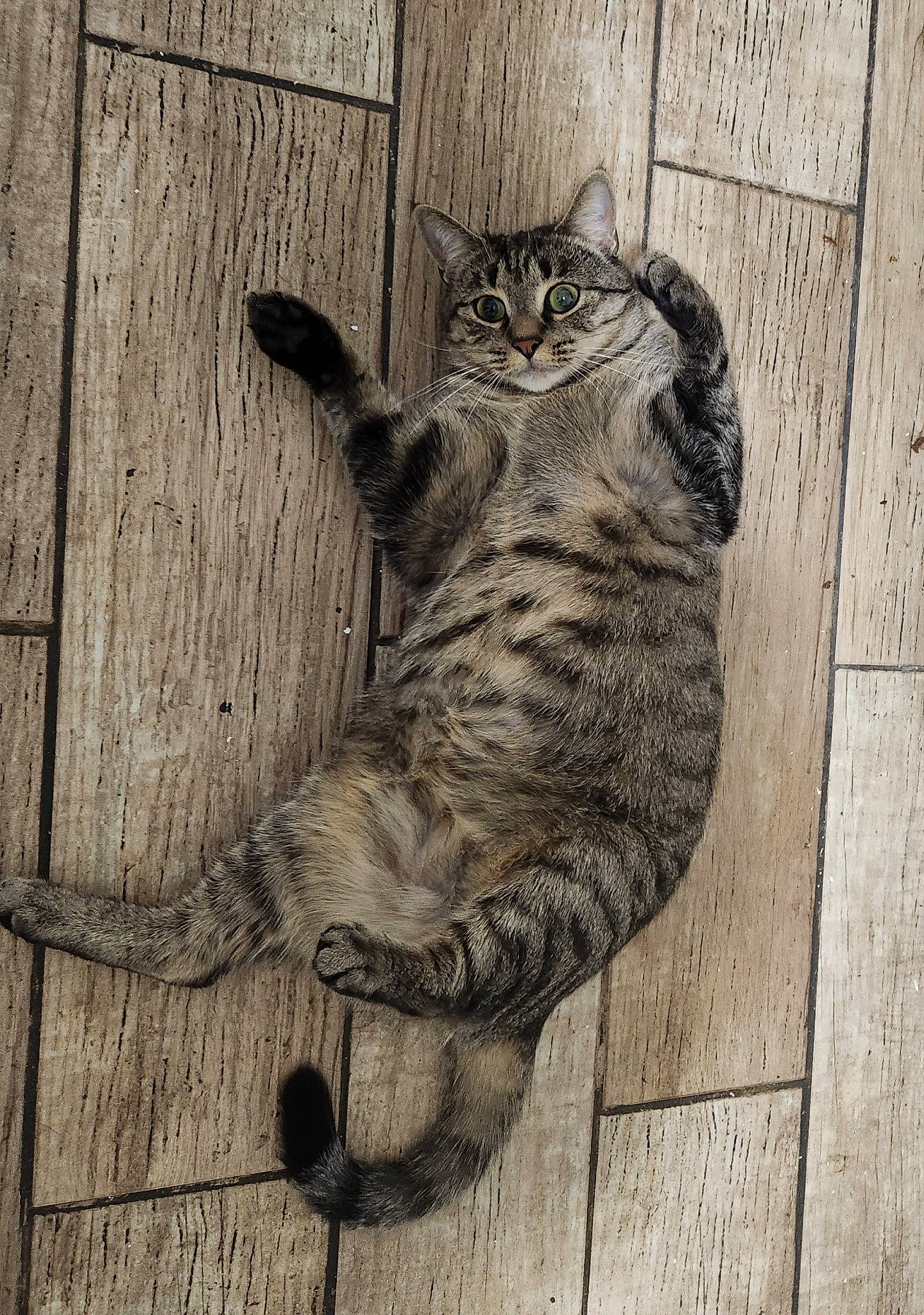 Onabella joined the competition — help win amazing prizes! art, carnivore, cat, domestic_short_haired_cat, fawn, felidae, flooring, foot, fur, grey, hardwood, monochrome, monochrome_photography, paw, small_to_medium_sized_cats, snout, tail, terrestrial_animal, whiskers, wood