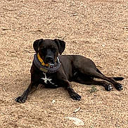 Choco is registered to the contest to win money with this photo: dog, black_dog, collar, lying_down, outdoor, sand, animal, pet, relaxed, alert, fur, mammal, paw, canine, resting, ground, nature, domestic_animal, yellow_collar, white_patch