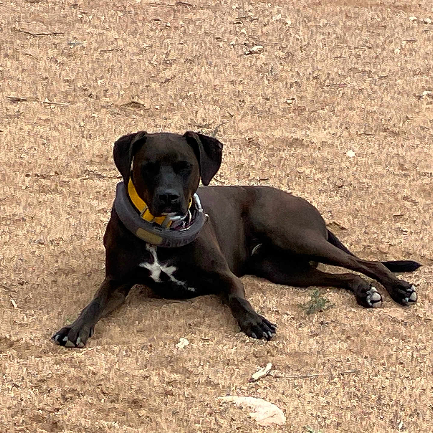 Choco is registered to the contest to win money with this photo: alert, animal, black_dog, canine, collar, dog, domestic_animal, fur, ground, lying_down, mammal, nature, outdoor, paw, pet, relaxed, resting, sand, white_patch, yellow_collar