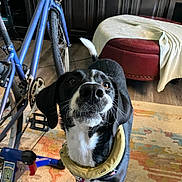 Marely joined the competition — help win amazing prizes! dog, black_and_white, indoor, bicycle, rug, floor, ottoman, blanket, pet, animal, curious, looking_up, whiskers, tail, wooden_floor, home, furniture, collar, close_up, canine