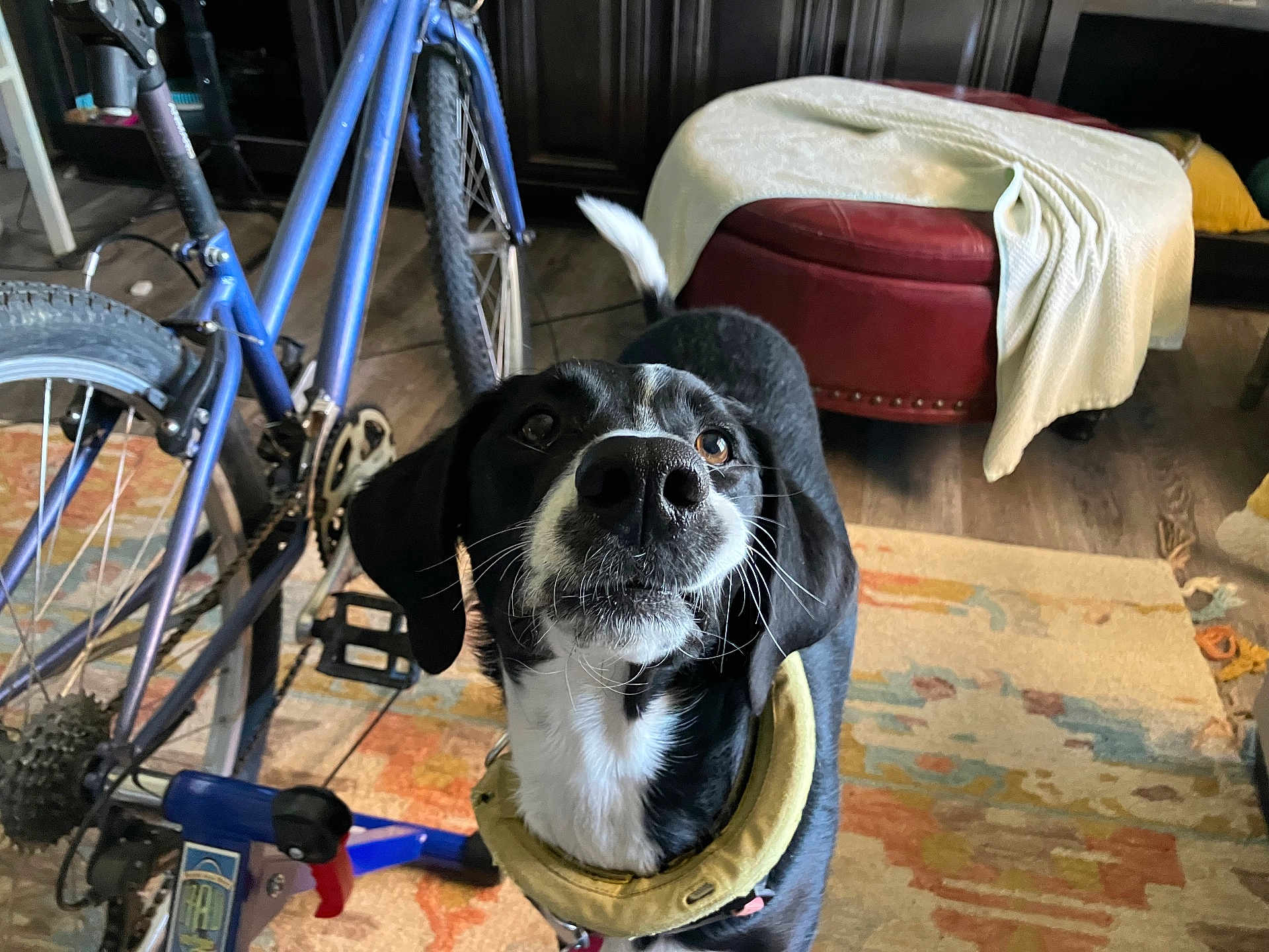 Marely joined the competition — help win amazing prizes! dog, black_and_white, indoor, bicycle, rug, floor, ottoman, blanket, pet, animal, curious, looking_up, whiskers, tail, wooden_floor, home, furniture, collar, close_up, canine
