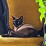 Hana participe au concours pour gagner de l'argent avec cette photo : cat, siamese_cat, chair, vintage, yellow_chair, furniture, indoor, plant, green_leaves, pet, animal, blue_eyes, relaxed, sitting, cozy, home, domestic_cat, portrait, feline, resting
