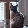 Hana participe au concours pour gagner de l'argent avec cette photo : cat, siamese_cat, cat_tree, window, indoor, pet, animal, fur, ears, sitting, looking, cozy, furniture, home, daylight, curious, resting, domestic, mammal, quiet