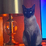Hana a rejoint le concours — aidez-le/la à gagner de superbes lots ! cat, siamese_cat, lamp, table, indoor, pet, animal, orange_light, blue_screen, feline, sitting, cozy, vintage_lamp, glowing, warm_light, modern, decor, fur, whiskers, ears