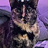 cat, tortoiseshell, pet, animal, portrait, sitting, bed, bedroom, purple_lighting, fluffy, fur, ears, eyes, whiskers, bow, decorative_accessory, indoors, smartphone_screenshot, lock_screen, do_not_disturb