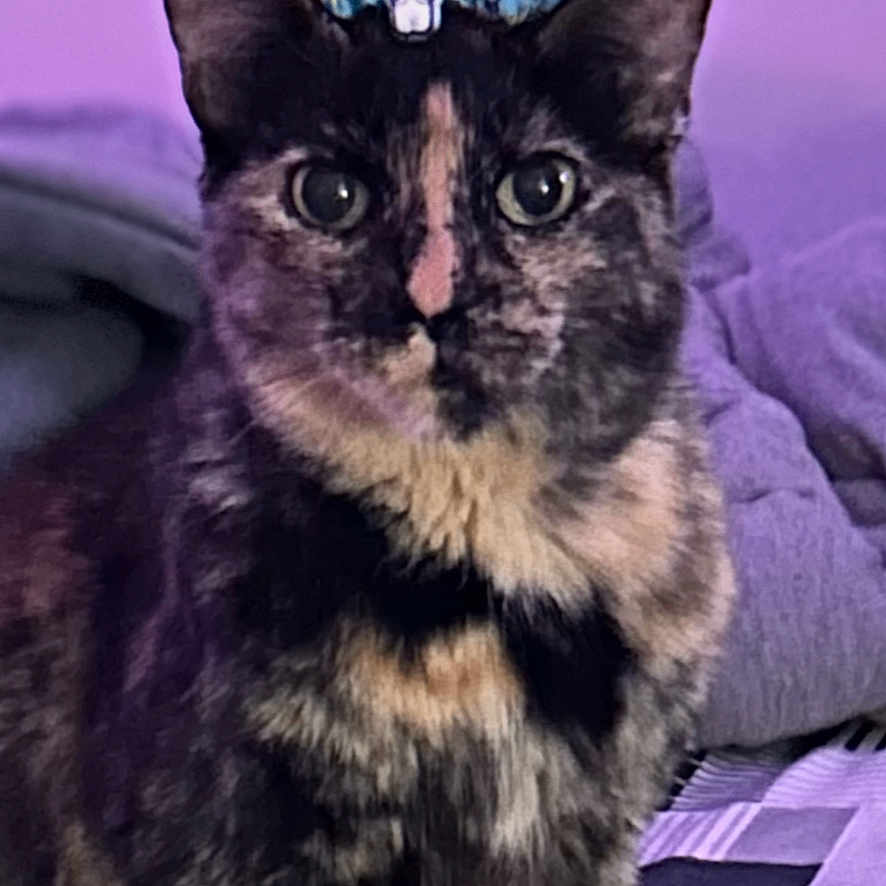 Pumpkin joined the competition — help win amazing prizes! cat, tortoiseshell, pet, animal, portrait, sitting, bed, bedroom, purple_lighting, fluffy, fur, ears, eyes, whiskers, bow, decorative_accessory, indoors, smartphone_screenshot, lock_screen, do_not_disturb