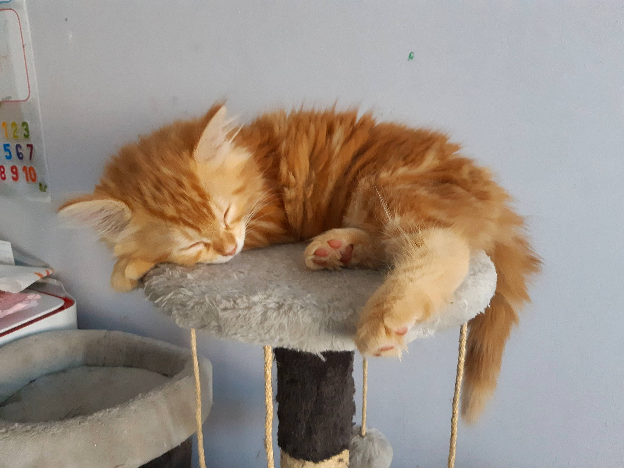 Papiss a rejoint le concours — aidez-le/la à gagner de superbes lots ! carnivore, cat, claw, domestic_long_haired_cat, domestic_short_haired_cat, ear, european_shorthair, fawn, felidae, fur, norwegian_forest_cat, paw, persian, small_to_medium_sized_cats, tail, whiskers