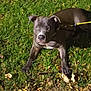 Nesta a rejoint le concours — aidez-le/la à gagner de superbes lots ! dog, grass, leaves, autumn, outdoor, pet, animal, canine, collar, leash, brown_dog, nature, fall, ground, closeup, mammal, young_dog, alert, lying_down, ears