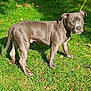 Nesta a rejoint le concours — aidez-le/la à gagner de superbes lots ! dog, gray_dog, outdoor, grass, greenery, animal, pet, canine, leaves, sunlight, nature, daylight, standing, alert, collar, muzzle, tail, ears, four_legs, field