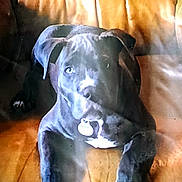 Nesta participe au concours pour gagner de l'argent avec cette photo : dog, black_dog, pet, couch, leather, indoor, animal, canine, relaxed, seated, collar, tag, furniture, brown, white_patch, looking, ears, face, front_paws, home