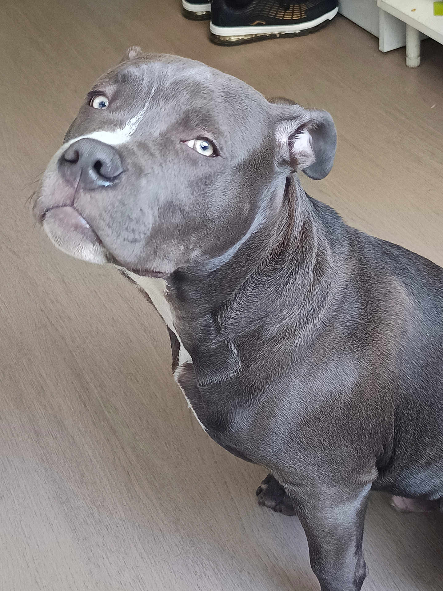 Nesta participe au concours pour gagner de l'argent avec cette photo : dog, gray_dog, pet, indoor, floor, wooden_floor, animal, canine, looking_up, light_eyes, short_fur, ears, snout, domestic_animal, companion, house, furniture, shoe, curious, portrait