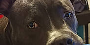 Nesta participe au concours pour gagner de l'argent avec cette photo : dog, pet, close_up, chewing, toy, indoor, brown_fur, ears, nose, mouth, curious, blurred_background, furniture, household, animal, domestic, playful, canine, face, expression