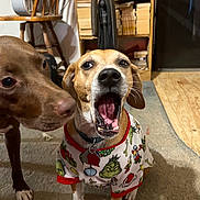 Aphrodite is registered to the contest to win money with this photo: animal, bookshelf, brown_dog, canine, carpet, cozy, curious, cute, dog, floor, grinch_pattern, home, indoor, pajamas, pet_collar, snout, tan_dog, two_dogs, wooden_chair, yawning