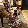 animal, bookshelf, brown_dog, canine, carpet, cozy, curious, cute, dog, floor, grinch_pattern, home, indoor, pajamas, pet_collar, snout, tan_dog, two_dogs, wooden_chair, yawning