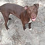 Aphrodite is registered to the contest to win money with this photo: animal, brown_dog, canine, closeup, daylight, dog, ears_up, ground, happy, joyful, looking_up, nature, outdoor, pet, pine_needles, sand, smiling, standing, white_chest, white_paws