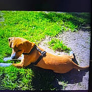 Chubs Dean joined the competition — help win amazing prizes! animal, brown_dog, canine, daylight, dog, fur, grass, ground, harness, leisure, muzzle, nature, outdoor, park, pet, resting, shadow, side_view, summer, sunlight