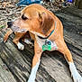 animal, brown_dog, canine, collar, daylight, dog, dog_tag, ears, fur, garden_tools, leaves, nature, outdoor, paws, pet, quiet, resting, side_view, white_paws, wooden_deck