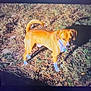 Chubs Dean is registered to the contest to win money with this photo: animal, brown_coat, canine, collar, curious, daylight, dog, ears, fur, grass, ground, mammal, nature, outdoor, pet, shadow, standing, sunlight, tail, white_paws