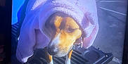 Chubs Dean joined the competition — help win amazing prizes! animal, brown, canine, clothing, cute, daytime, dog, ears, fur, hood, leash, outdoor, parking_lot, pet, pink, towel, truck_bed, vehicle, wearing, white_paws
