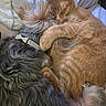 cat, dog, cuddle, snuggle, sleeping, pet, animal, fur, collar, ginger_cat, fluffy_dog, cozy, bed, resting, friendship, cute, domestic_animal, companions, relaxation, closeup
