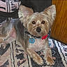 Lady is registered to the contest to win money with this photo: dog, small_dog, pet, indoor, carpet, collar, ears, fur, animal, resting, floor, wooden_cabinet, tag, cute, watching, companion, domestic_animal, lying_down, home, calm