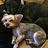 Lady joined the competition — help win amazing prizes! dog, black_dog, small_dog, couch, pet, fur, collar, relaxing, indoors, companionship, animal, friendship, cute, resting, snuggle, paw, ears, tail, laying, cozy