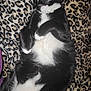 cat, black_and_white, sleeping, fur, pet, animal, cozy, blanket, leopard_print, pattern, relaxing, cute, whiskers, paws, domestic_cat, resting, indoor, soft, comfort, feline