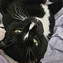 cat, black_and_white, whiskers, green_eyes, close_up, pet, animal, feline, lying_down, blanket, soft_texture, indoor, cute, fur, portrait, relaxed, sleepy, whisker, nose, ears