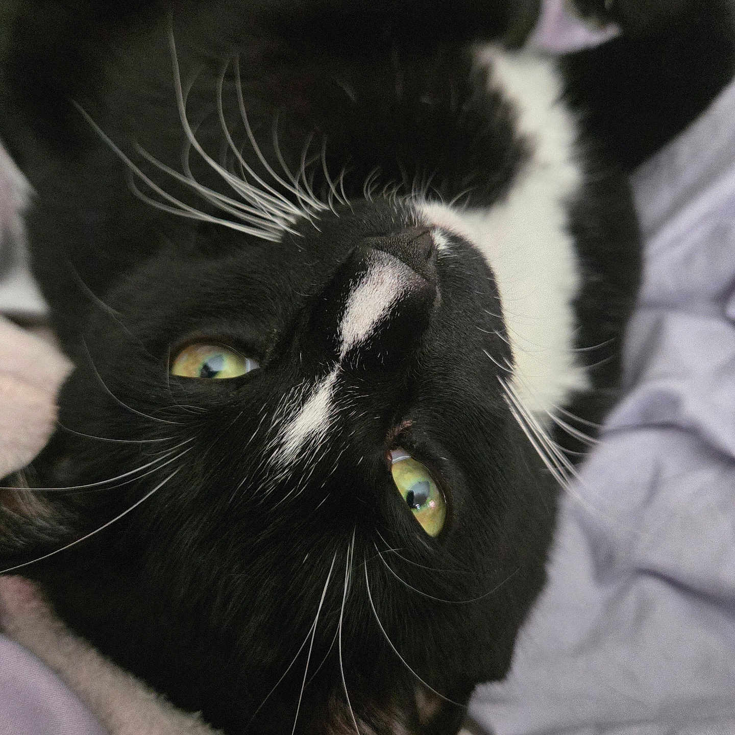 Sir Figaro Socks
