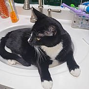 Sir Figaro Socks joined the competition — help win amazing prizes! cat, black_and_white_cat, sink, bathroom, faucet, toothbrush, soap, domestic, pet, whiskers, relaxed, white_paws, countertop, tile_wall, household, animal, fur, indoor, mammal, resting