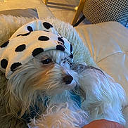 Romy participe au concours pour gagner de l'argent avec cette photo : animal, blanket, closeup, comfort, cozy, cute, dog, domestic, fluffy, furniture, hand, hat, indoor, living_room, pet, polka_dot, relaxed, sitting, textile, white_dog