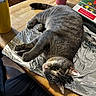 May is registered to the contest to win money with this photo: cat, gray_tabby, aluminum_foil, wooden_table, yellow_tumbler, pink_bottle, snack_bag, calendar, indoor, kitchen, relaxed, curious, pet, feline, domestic, fur, whiskers, tabletop, home, casual