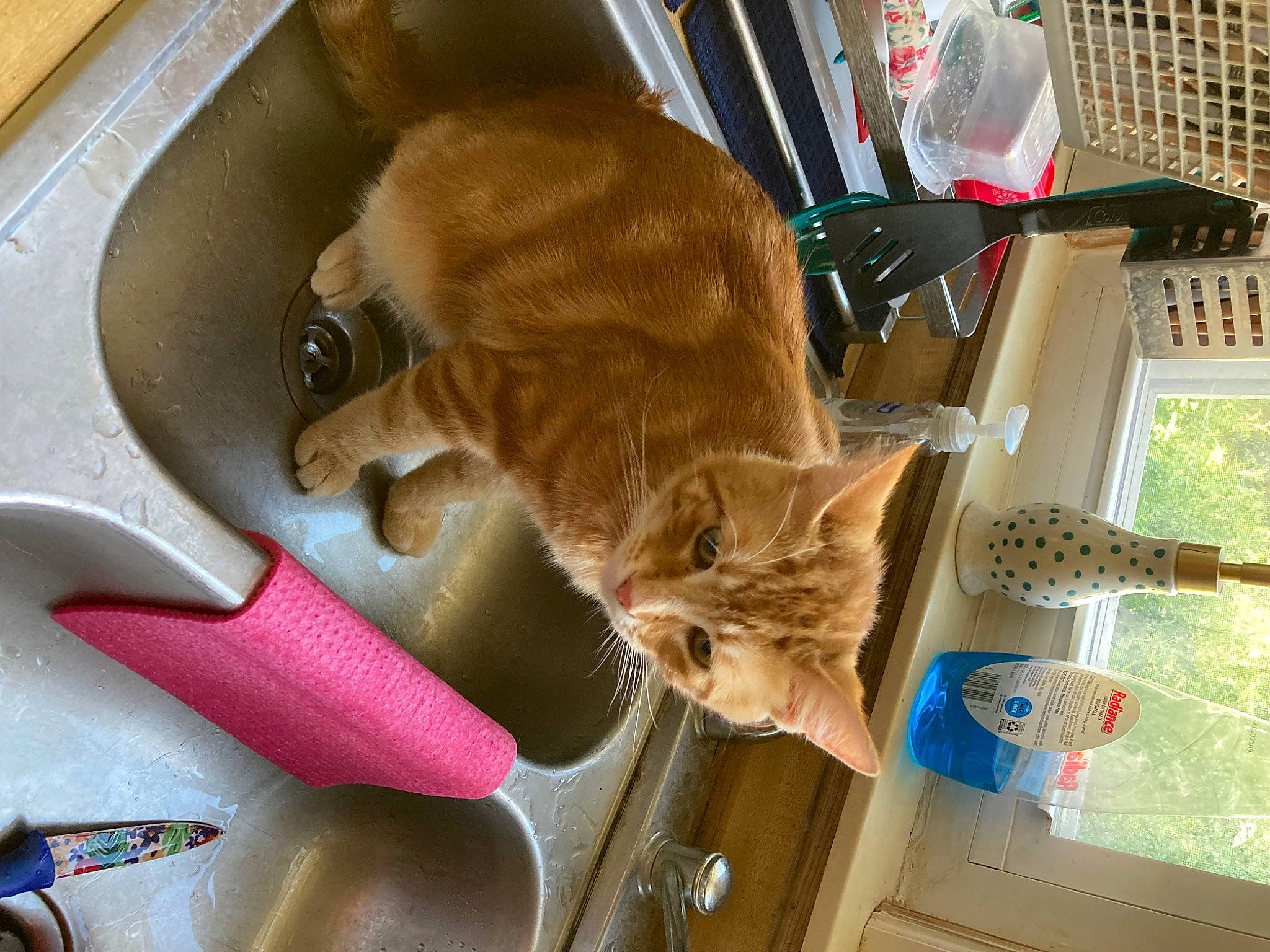 Garfield joined the competition — help win amazing prizes! canidae, carnivore, cat, cat_food, cat_supply, claw, domestic_short_haired_cat, fawn, felidae, flooring, fur, hardwood, pet_food, pet_supply, room, small_to_medium_sized_cats, sporting_group, tail, whiskers, wood