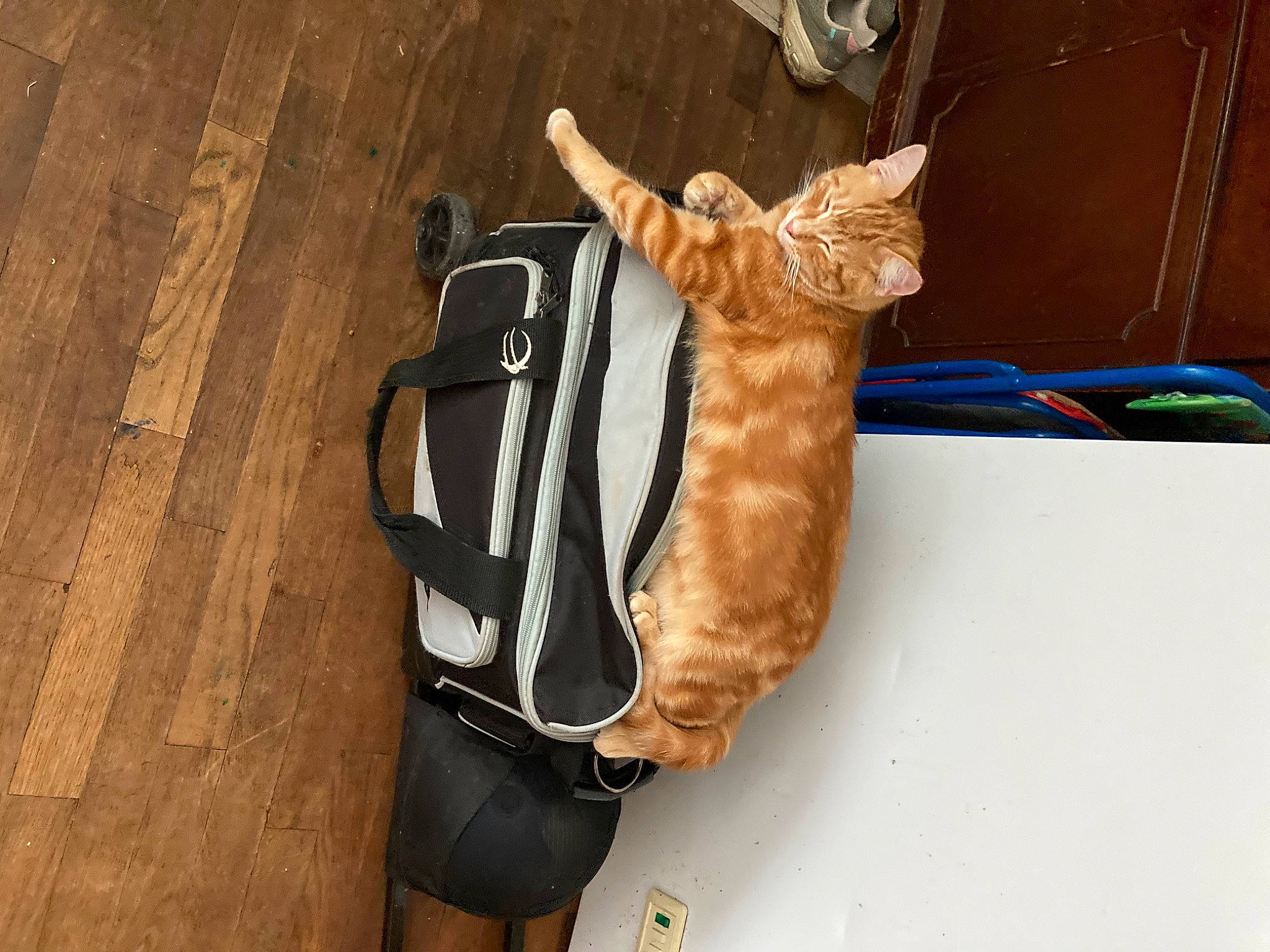 Garfield is registered to the contest to win money with this photo: bag, baggage, bicycle_handlebar, cat, fashion_accessory, felidae, fur, glove, leather, luggage_and_bags, outerwear, personal_protective_equipment, sleeve, small_to_medium_sized_cats, tail, textile, waist, whiskers, wood, wrist
