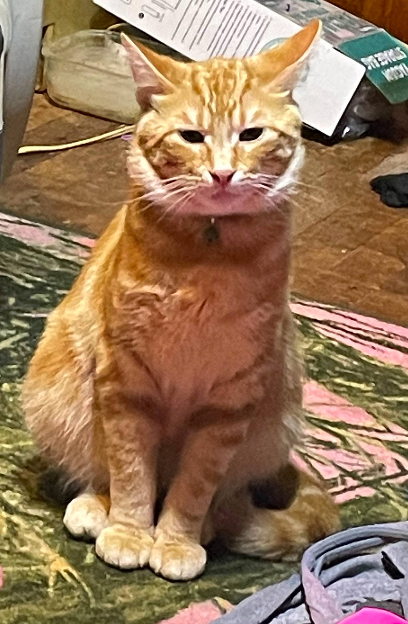 Garfield joined the competition — help win amazing prizes! carnivore, cat, claw, domestic_short_haired_cat, fawn, felidae, fur, paw, sitting, small_to_medium_sized_cats, snout, tail, terrestrial_animal, whiskers, wildlife, wood