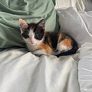 Mila is registered to the contest to win money with this photo: kitten, cat, calico, bed, pillow, white_bedspread, green_pillow, indoor, pet, animal, cute, small, fur, resting, looking, young, sleepy, cozy, soft, domestic