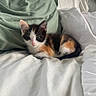 kitten, cat, calico, bed, pillow, white_bedspread, green_pillow, indoor, pet, animal, cute, small, fur, resting, looking, young, sleepy, cozy, soft, domestic
