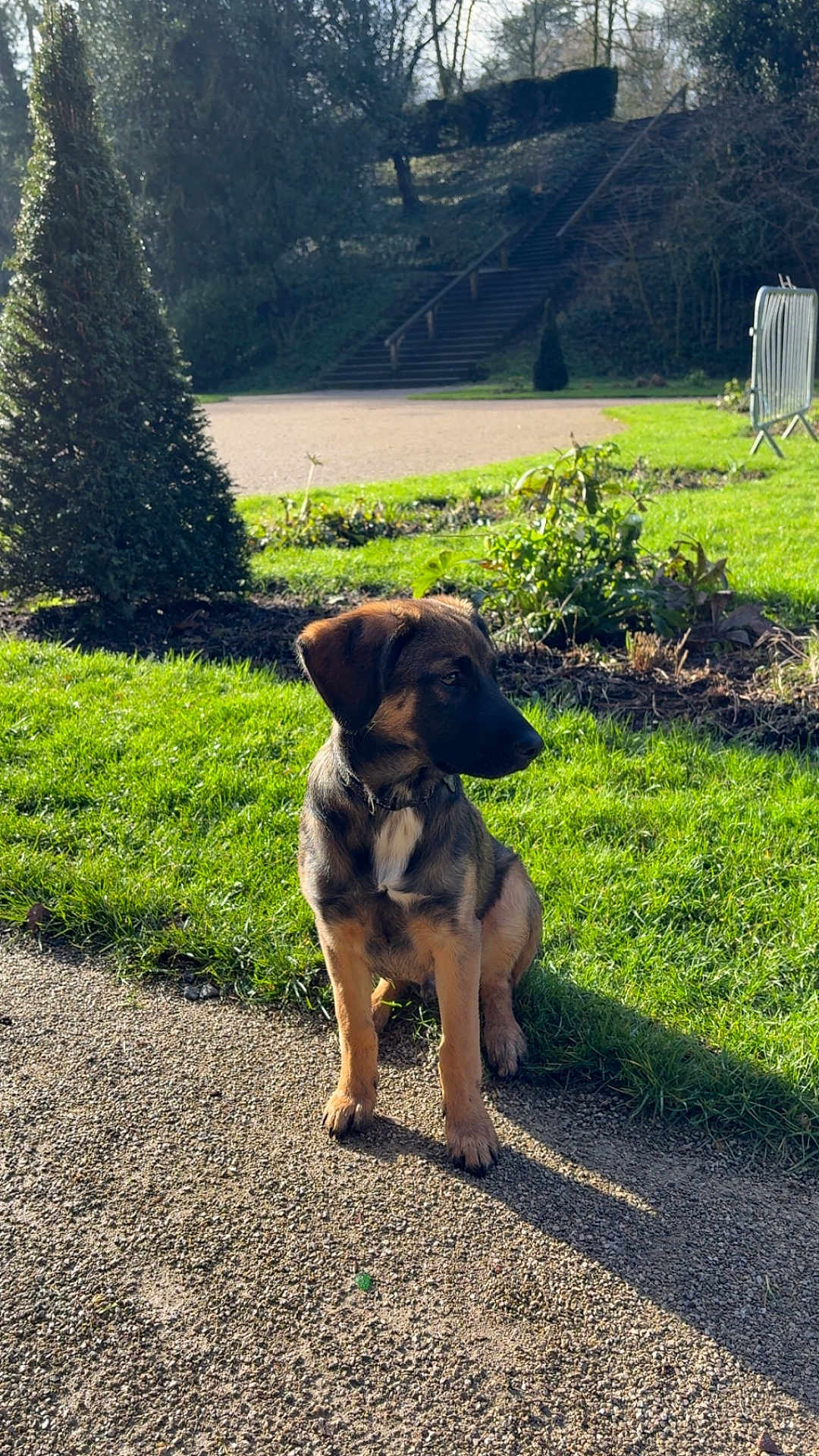 Aïko a rejoint le concours — aidez-le/la à gagner de superbes lots ! dog, puppy, grass, garden, path, sunlight, outdoor, nature, tree, stairs, park, greenery, daytime, animal, canine, sitting, shadow, plant, leaves, young