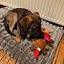 Aïko a rejoint le concours — aidez-le/la à gagner de superbes lots ! dog, puppy, blanket, plush_toy, reindeer_toy, wood_floor, radiator, indoor, brown_dog, black_and_brown, cute, pet, resting, toy, christmas_toy, soft_texture, cozy, home, flooring, animal