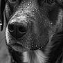 Aïko participe au concours pour gagner de l'argent avec cette photo : animal, black_and_white, black_fur, canine, close_up, detailed, dog, eyes, face, fur, macro, nostrils, outdoor, pet, portrait, snout, water_droplets, wet, whiskers, white_fur