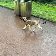 Aïko participe au concours pour gagner de l'argent avec cette photo : animal, black_muzzle, brown_dog, canine, collar, daytime, dog, grass, greenery, motion_blur, nature, outdoor, park, pavement, side_view, street, tail, trash_bins, walking, wet_surface