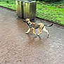 animal, black_muzzle, brown_dog, canine, collar, daytime, dog, grass, greenery, motion_blur, nature, outdoor, park, pavement, side_view, street, tail, trash_bins, walking, wet_surface