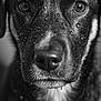 Aïko a rejoint le concours — aidez-le/la à gagner de superbes lots ! animal, black_and_white, canine, close_up, detail, dog, expression, eyes, fur, macro, moisture, muzzle, nose, outdoor, pet, portrait, texture, water_droplets, wet, whiskers