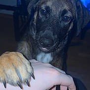 Aïko a rejoint le concours — aidez-le/la à gagner de superbes lots ! dog, paw, hand, close_up, indoor, pet, animal, friendly, brown_fur, black_fur, claws, human, interaction, affection, blue_light, background, floor, cute, companion, trust