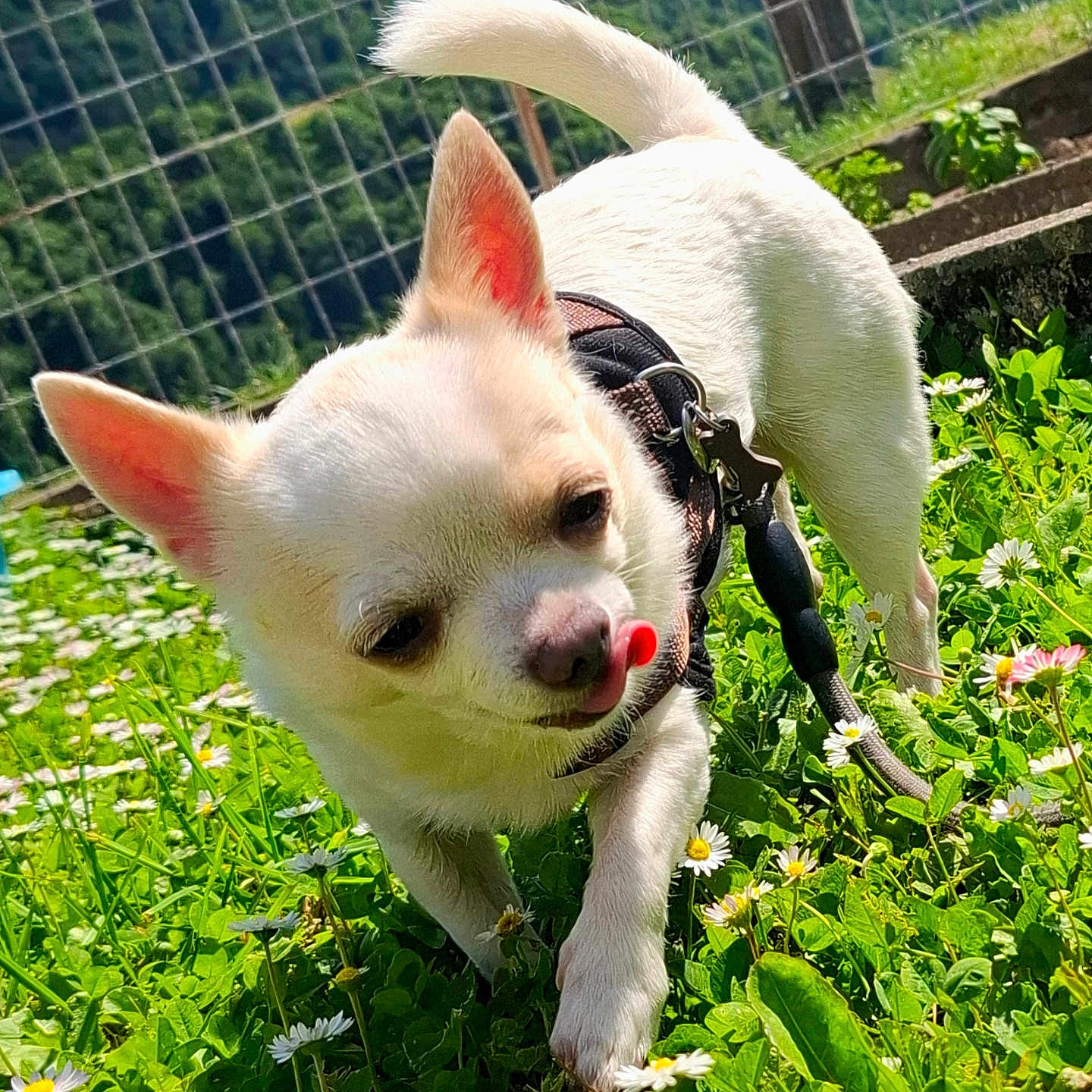 Paco participe au concours pour gagner de l'argent avec cette photo : animal, chihuahua, collar, cute, daisies, daylight, dog, flowers, grass, greenery, leash, nature, outdoor, pet, playful, small_dog, sunlight, tongue_out, walking, white_dog