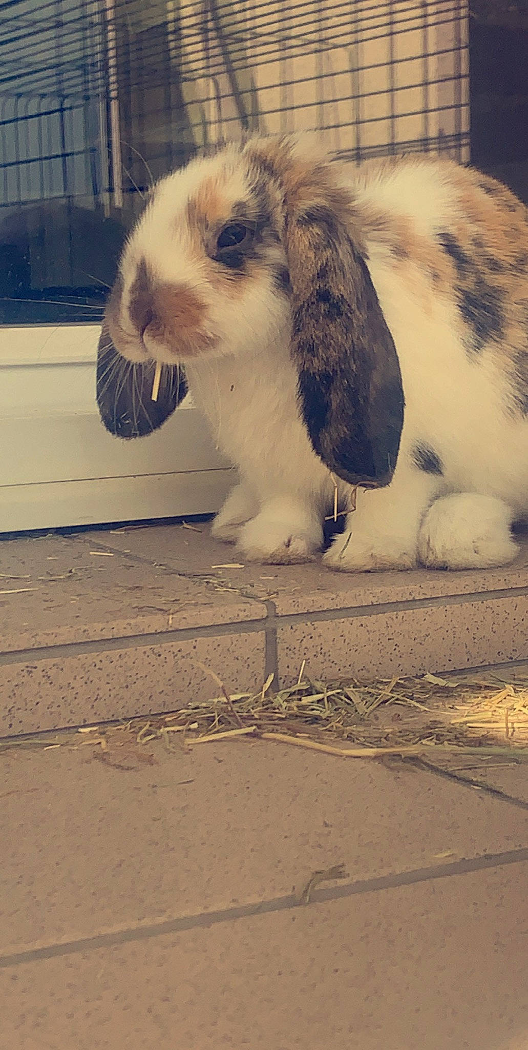 Ruben participe au concours pour gagner de l'argent avec cette photo : domestic_rabbit, ear, hare, mammal, nose, rabbit, rabbits_and_hares, snout, whiskers