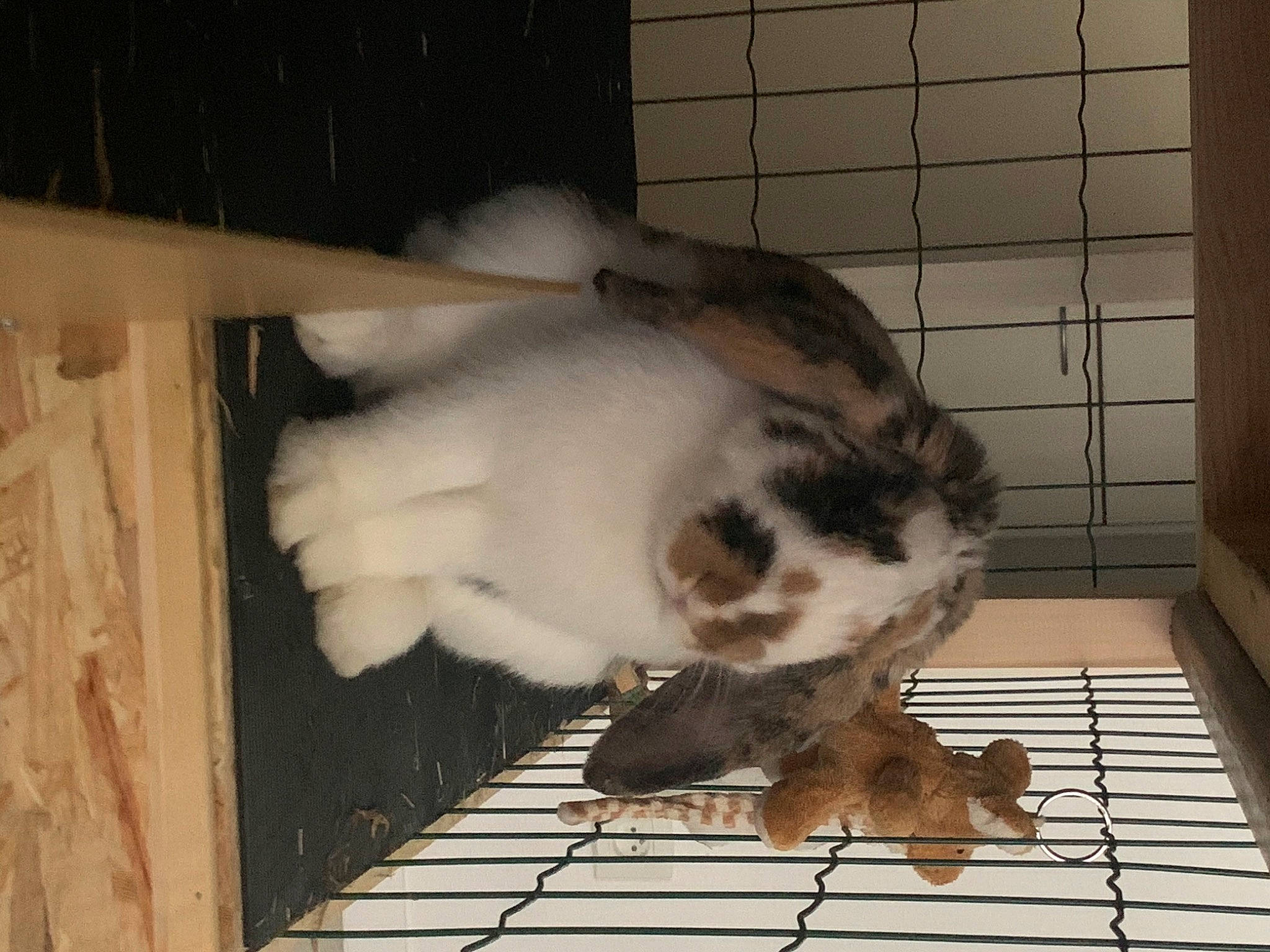 Ruben a rejoint le concours — aidez-le/la à gagner de superbes lots ! animal_shelter, carnivore, cat, european_shorthair, felidae, fur, paw, small_to_medium_sized_cats, tail, whiskers