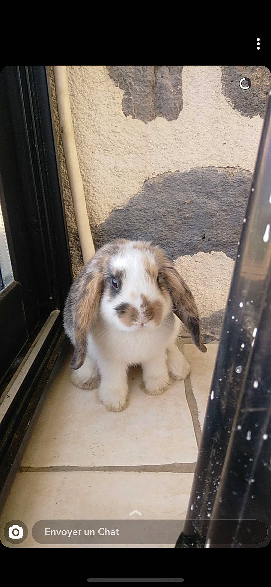 Ruben a rejoint le concours — aidez-le/la à gagner de superbes lots ! canidae, carnivore, cocker_spaniel, companion_dog, dog, dog_breed, fawn, mammal, petit_basset_griffon_vendeen, puppy, rare_breed_dog, sporting_group, vertebrate