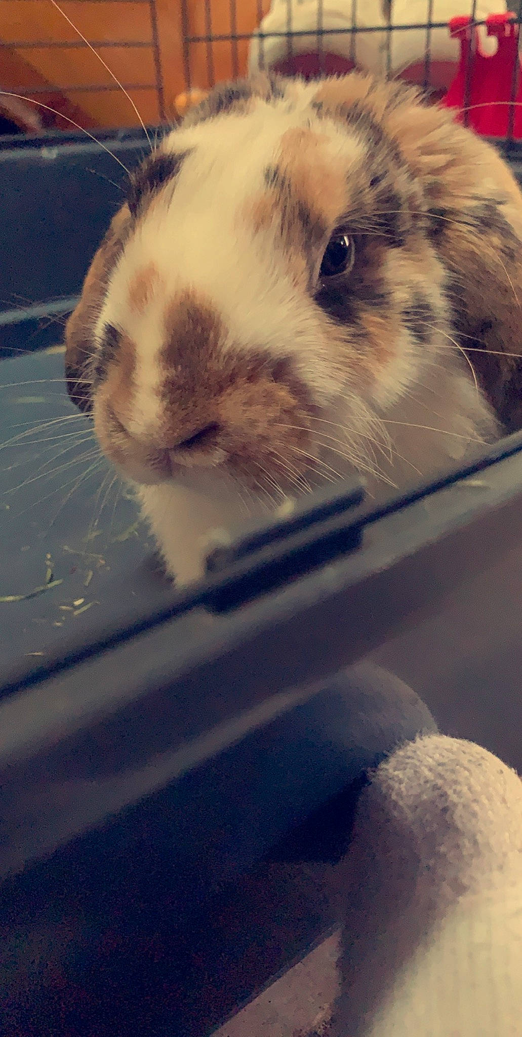 Ruben participe au concours pour gagner de l'argent avec cette photo : degu, domestic_rabbit, ear, eye, fawn, fur, gerbil, hamster, mammal, muroidea, nose, rabbit, rabbits_and_hares, rodent, snout, whiskers